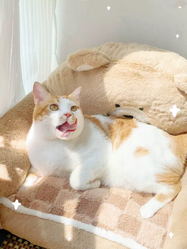 Cat Bed Warm Cozy Cat Mat Cat Sofa Dog Bed dog sofa-3