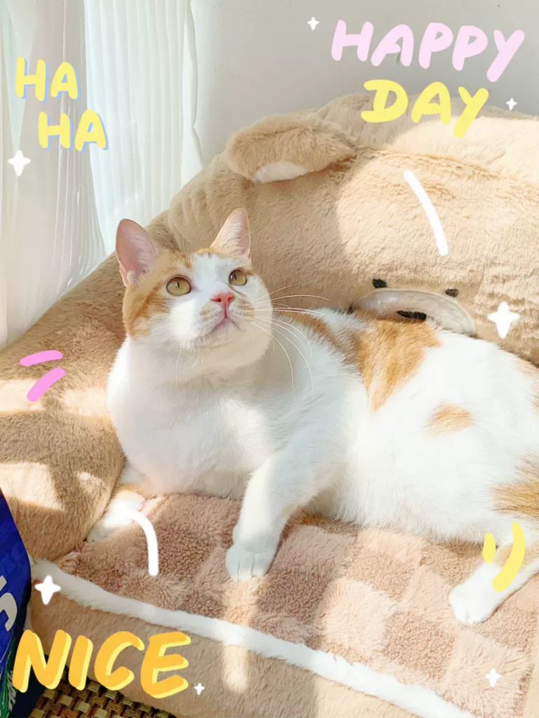 Cat Bed Warm Cozy Cat Mat Cat Sofa Dog Bed dog sofa-4